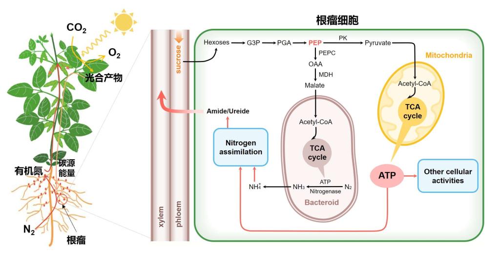 https://news.henu.edu.cn/__local/3/FB/CE/6D16BFAA99C115FD45ED51EF865_F996339A_F775.png